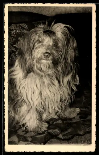 Foto-AK Yorkshire-Terrier mit Fellbrosche und selbstbewusstem Blick