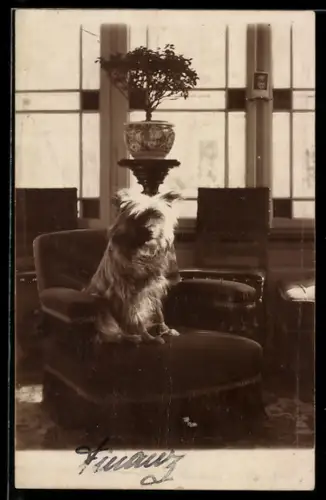 Foto-AK Yorkshire-Terrier auf einem Sessel in der Stube