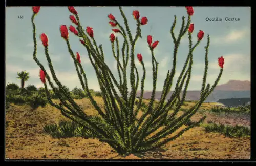 AK Ocotillo Cactus in Wüstenlandschaft