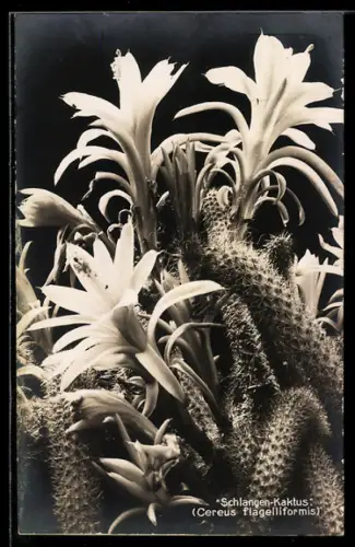 AK München-Nymphenburg, Botanischer Garten, Schlangen-Kaktus