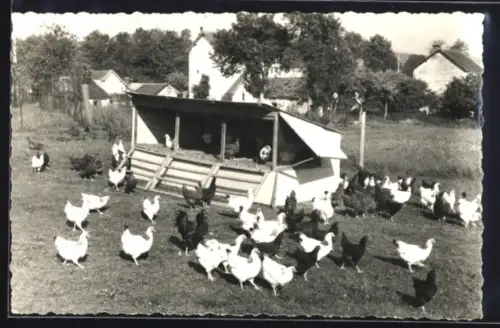 AK Etrochey /Côte-d`Or, Poulettes en arches