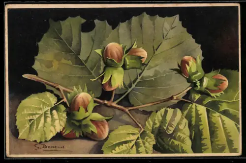 Künstler-AK S. Bonelli: Zweig mit reifen Haselnüssen