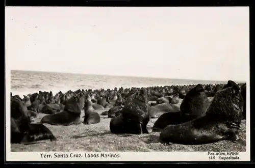 AK Territorio Santa Cruz, Lobos Marinos / Seelöwen