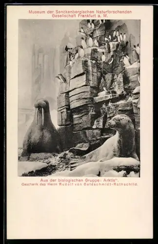 AK Frankfurt-Westend, Museum der Senckenbergischen Naturforschenden Gesellschaft, biologische Gruppe Arktis