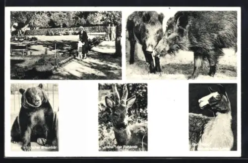 AK Jaderberg /Oldenburg, Jaderberger Tiergarten, Wildschweine, Braunbär, Rehbock, Lama