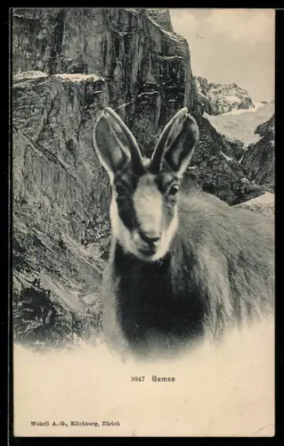 AK Gemse vor Felsen im Gebirge