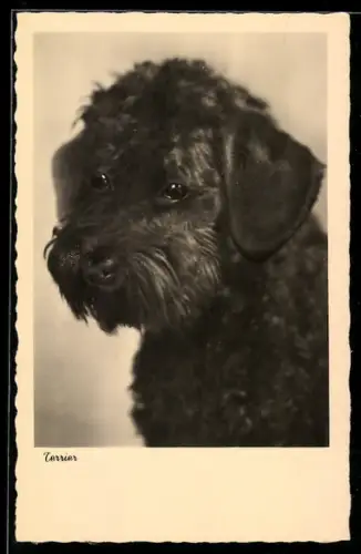 AK Terrier mit schwarzem Fell