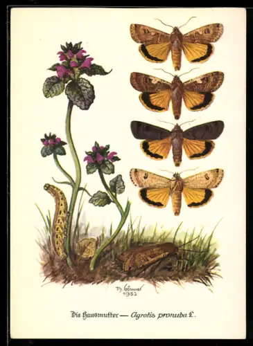 AK Hausmutter, Schmetterlinge, Raupe, Blühende Pflanze