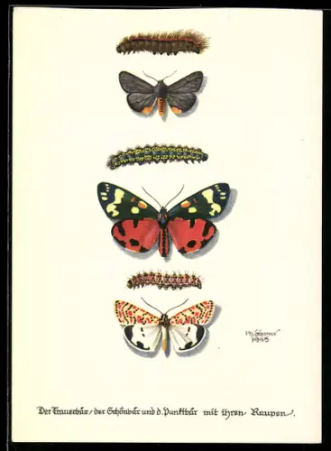 AK Trauerbär, Schönbär und Punktbär, Schmetterlinge mit Raupen