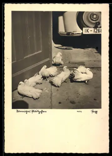 AK Sonniges Plätzchen, Tauben vor einer Garage mit Auto