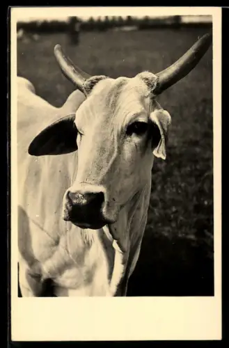 AK Goedsjeret Zebu, Rinderportrait