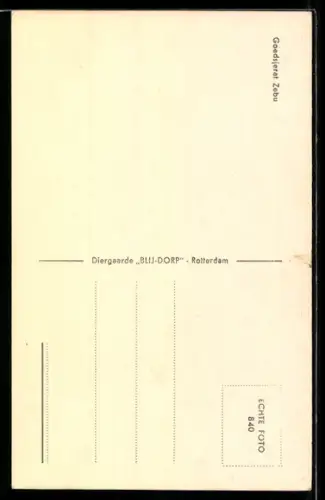 AK Goedsjeret Zebu, Rinderportrait