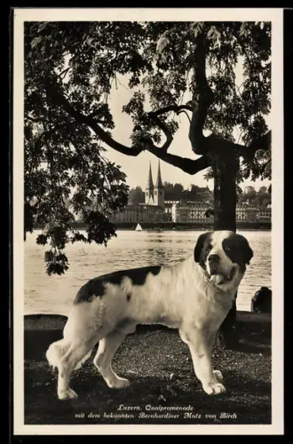 AK Luzern, Quaipromenade, Bernhardiner Mutz von Birch