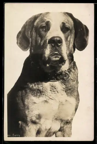 AK Bernhardiner mit kurzem glattem Fell