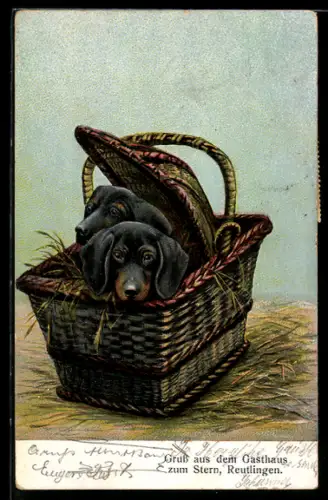 AK Zwei junge Dackel in einem Korb