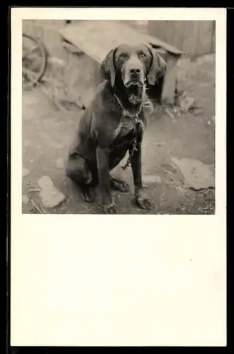 Foto-AK Angeketteter Jagdhund vor der Hundehütte