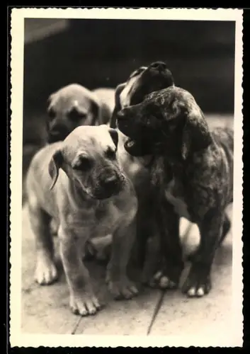 AK Lebhaftes Welpenrudel auf einem Dielenboden