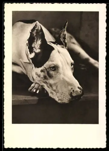 AK Deutsche Dogge, liegend, Der schöne Rassehund
