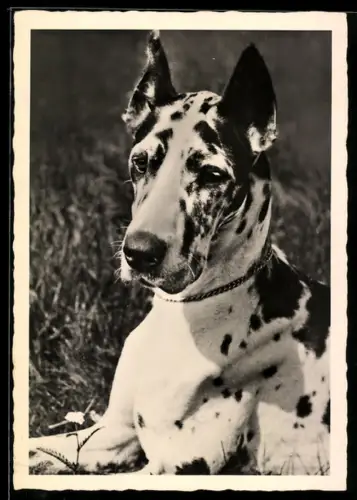 AK Dogge im Gras, Portrait