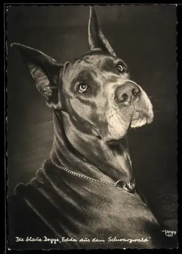 AK Die blaue Dogge Edda aus dem Schwarzwald, Portrait
