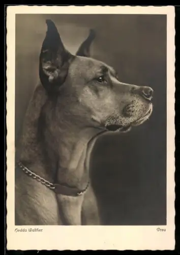 AK Treu, Dogge mit Halsband, Portrait