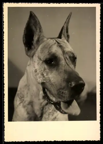 AK Dogge mit leicht geöffneter Schnauze, Portrait