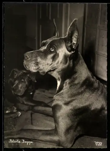 AK Blaue Dogge mit Gefährte in einer Stube
