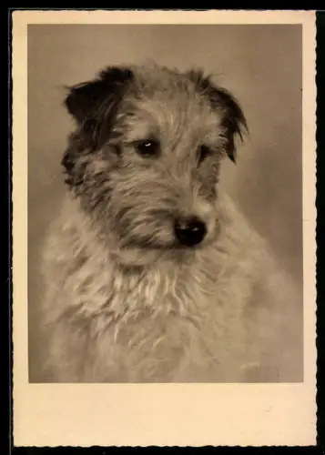 AK Terrier mit aufmerksamem Blick, Portrait
