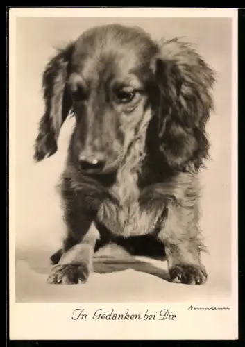 AK In Gedanken bei Dir, Rauhhaar-Dackel, Portrait