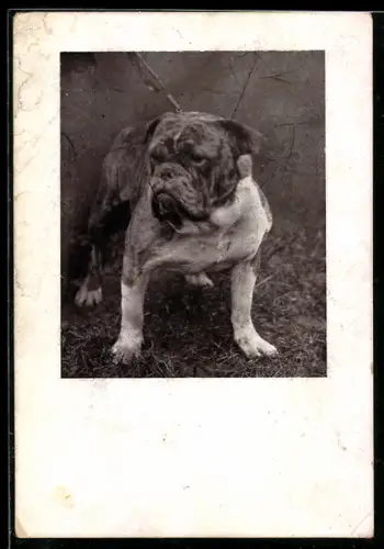 Foto-AK Angeleinter Boxer auf einer Rasenfläche, Portrait