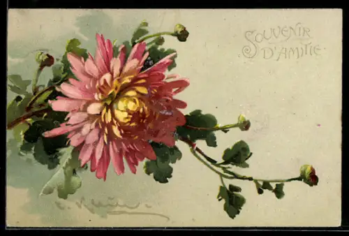 Künstler-AK Catharina Klein: Chrysantheme mit Knospen