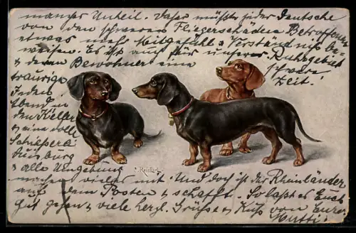 Künstler-AK Carl Reichert: Drei neugierige kleine Dackel