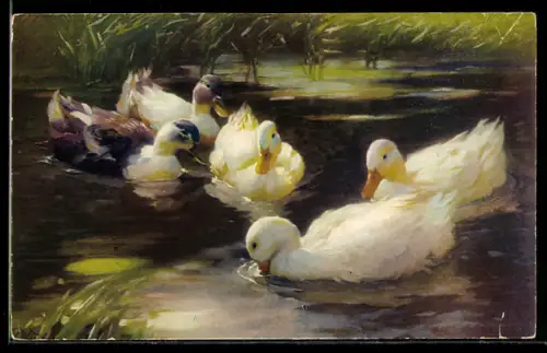 Künstler-AK Meissner & Buch (M&B) Nr. 2571: schöne weisse Enten auf einem See