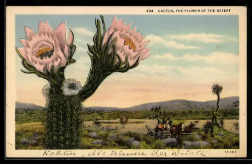 AK Cactus, the Flower of the Desert