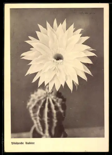 AK Ansicht von bühender Kaktee