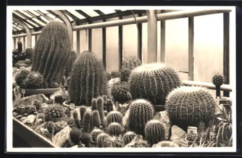 AK Frankfurt am Main, Palmengarten, Kakteenhaus