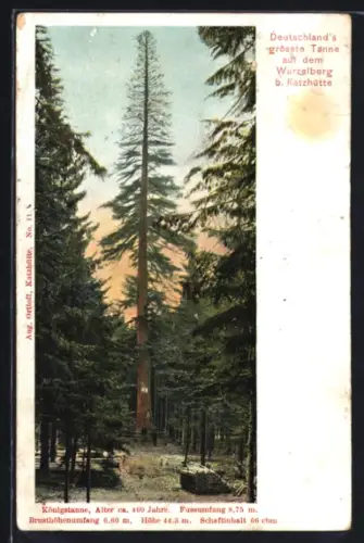 AK Katzhütte, Deutschlands grösste Tanne auf dem Wurzelberg