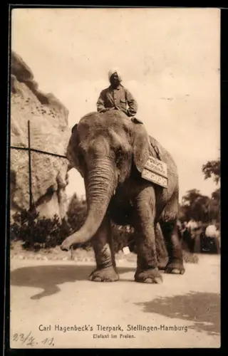 AK Hamburg-Stellingen, Carl Hagenbeck`s Tierpark, Elefant im Freien