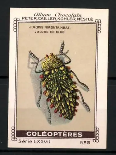 Reklamemarke Album Chocolats, Peter, Cailler, Kohler und Nestlé, Coleopteres Käfer Julodis Hirsuta