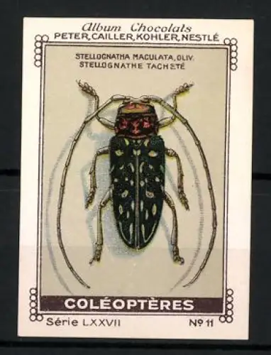 Reklamemarke Album Chocolats, Peter, Cailler, Kohler und Nestlé, Käferillustration, Stellognatha Maculata