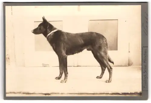 Fotografie Friedrich Sickel, München, Diensthund von der Seite gesehen, Dunkler Hund mit Halsband