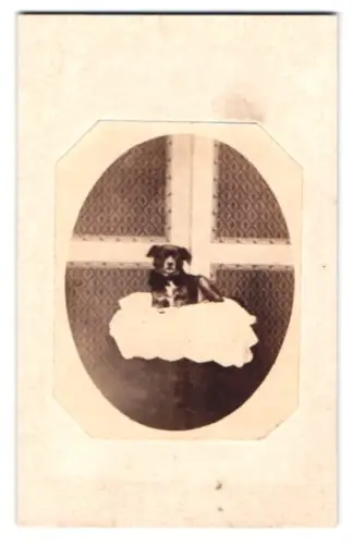 Fotografie unbekannter Fotograf und Ort, Kleiner Hund liegt auf heller Decke