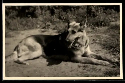 Foto-AK Schäferhund, in der Sonne liegend