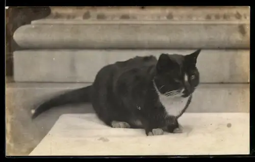 Foto-AK Schwarze Katze mit weisser Blesse, Portrait