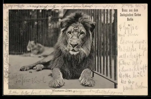 AK Berlin, Wissmann-Löwe aus Deutsch-Ostafrika im Zoologischen Garten