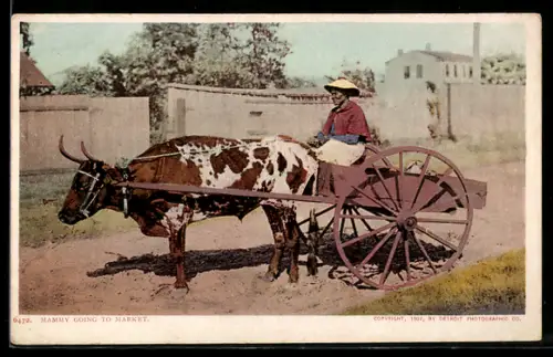 AK Mammy Going to Market, Ochsen-Gespann