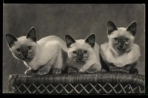 AK Drei junge Siamkatzen in einer Reihe