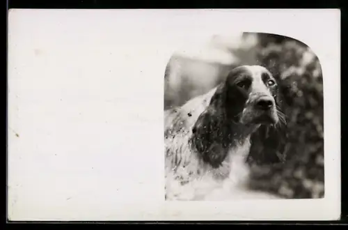 Foto-AK Spaniel Bertie Boy Blue, Portrait