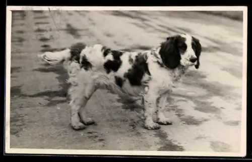 Foto-AK Hund auf nassem Strassenpflaster, Portrait