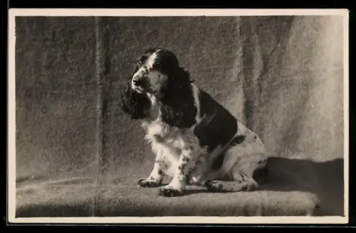 Foto-AK Spaniel auf einem Möbelstück, Portrait